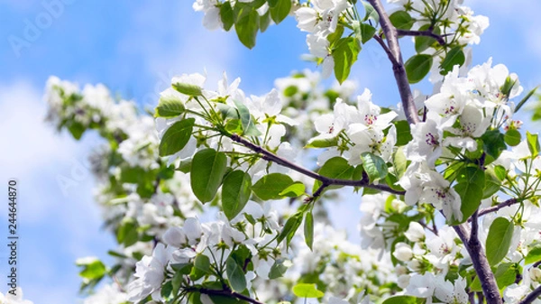 Fototapeta Apple Tree Branches with Blossoms against the Blue Sky on a Sunny Spring Day.