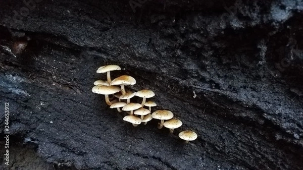 Obraz Mushrooms growing on a fallen tree