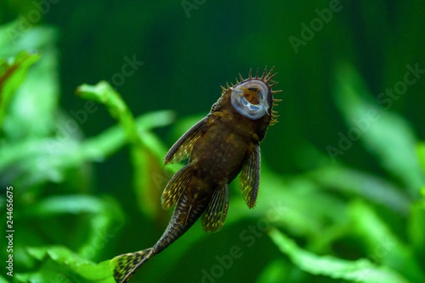 Obraz Ancistrus dolichopterus. Ryba ancistrus zwykła, sum przyklejony do szyby akwarium i widać brzuch i przyssawkę w akwarium na zielonym tle roślin.
