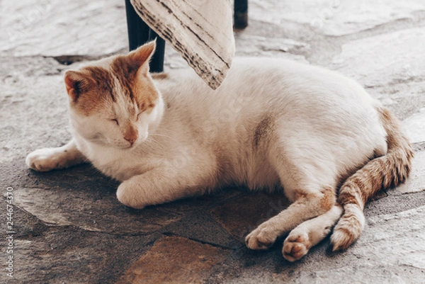 Fototapeta cute cat resting under table