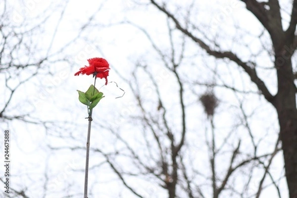 Fototapeta Цвет зимы