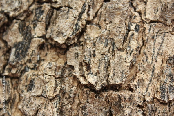 Fototapeta The bark will help protect the trees, Bark of tree background and texture.