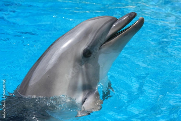 Obraz dolphin in the water