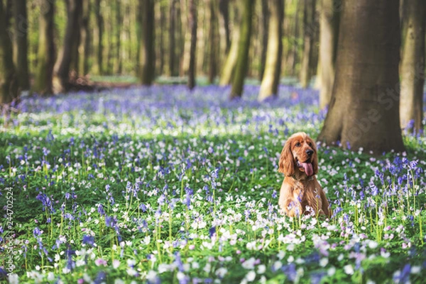 Obraz A cocker spaniel playing among bluebells in the woods