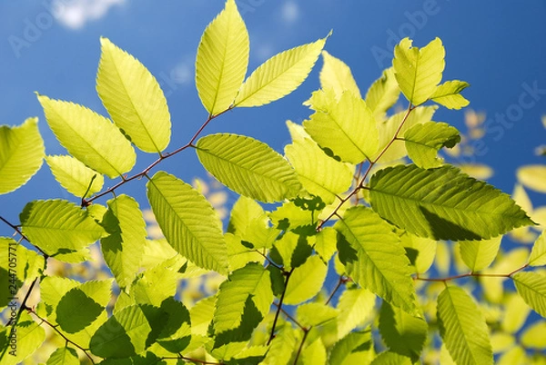 Obraz FOLLAJE DE UN OLMO