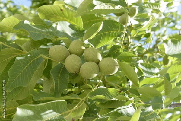 Obraz orzech włoski