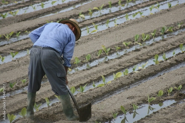 Obraz Regando el tabaco
