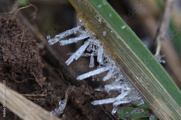 Fototapeta Gefrorenes Eis am Gras