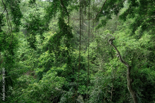 Fototapeta Bali monkeyforest Ubud