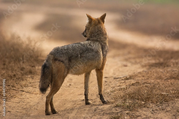 Obraz Jackal looking away