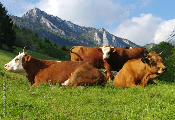 Obraz vaches à l' alpage