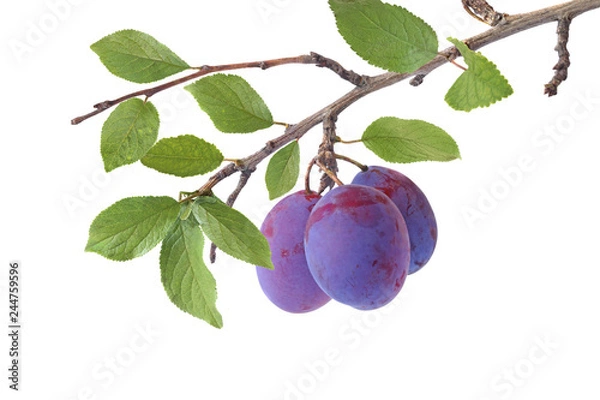 Fototapeta Branch of plums isolated on a white