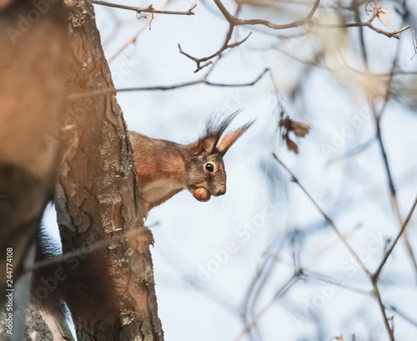 Fototapeta Eichhörnchen mit Haselnuss im Maul