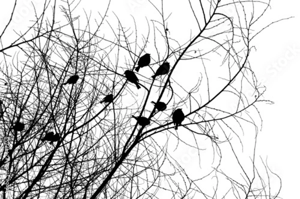 Obraz birds on a tree