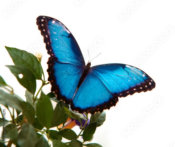 Obraz Blue Morpho