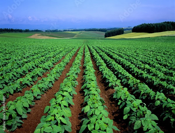 Obraz 夏の北海道-5