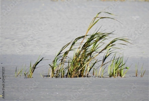Obraz Grass in the sand