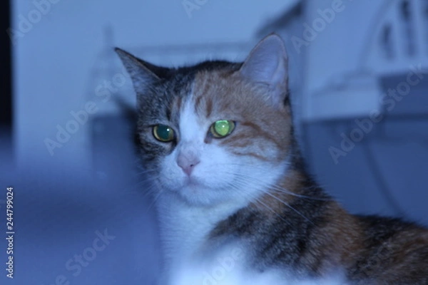 Obraz GATO OJO VERDE