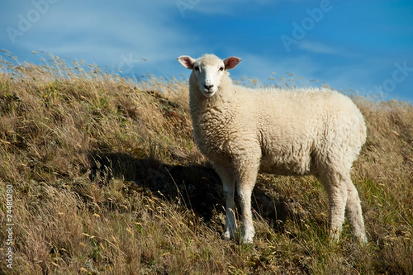 Fototapeta Sylter Schaf