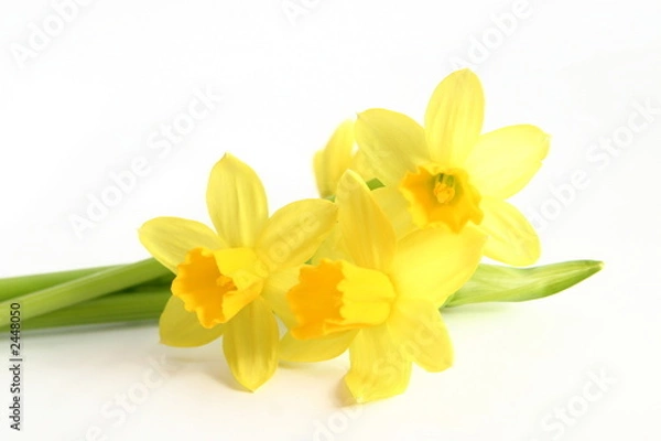 Obraz daffodils