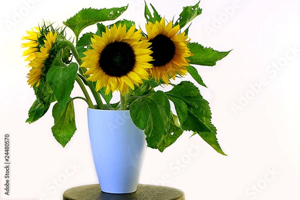 Obraz Sunflowers