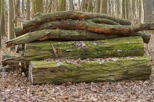 Fototapeta Stacked tree trunks in the forest.