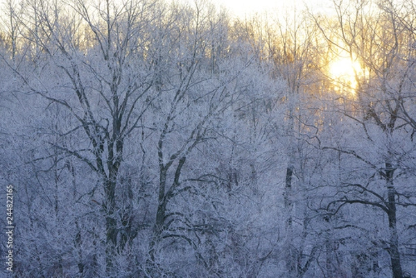 Fototapeta 霧氷と日の出