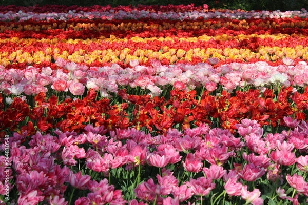 Fototapeta field of tulips