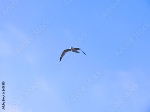 Obraz gull, mouette