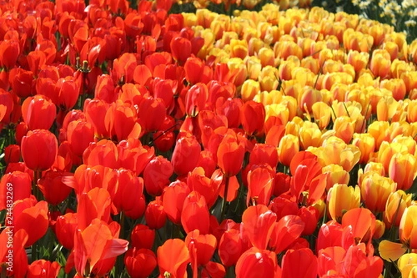 Fototapeta field of red and yellow tulips