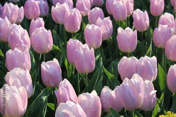 Fototapeta pink tulips in the garden
