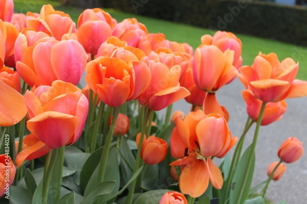 Fototapeta field of red tulips