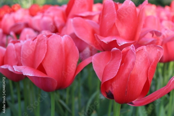 Fototapeta red tulips in the garden