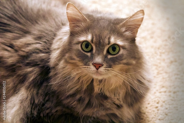 Obraz The Cat name is Lynxi, California. The cat or domestic cat is a small carnivorous mammal. It is the only domesticated species in the family Felidae. 