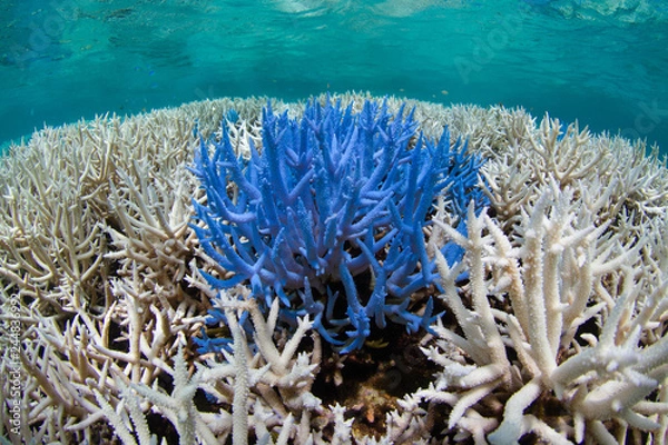 Obraz Fluorescing coral among bleached reef