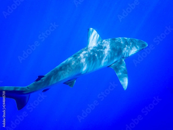 Fototapeta Underwater Photo of a Shark Swimming in the Ocean - with Rays of Sunlight Shining Down from Above in the Caribbean