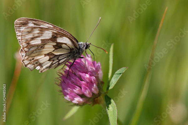 Fototapeta Schachbrettfalter