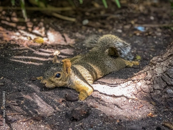 Fototapeta Funny Photo of a Squirrel Laying on its Belly in the Dirt, on a Hot Summer Day in the American South 