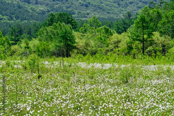 Obraz 初夏の戦場ヶ原