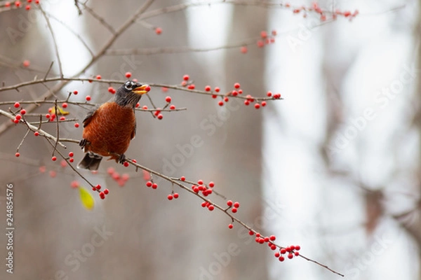 Obraz American Robin in Winter