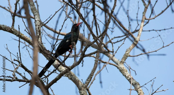 Fototapeta bird on branch zambia