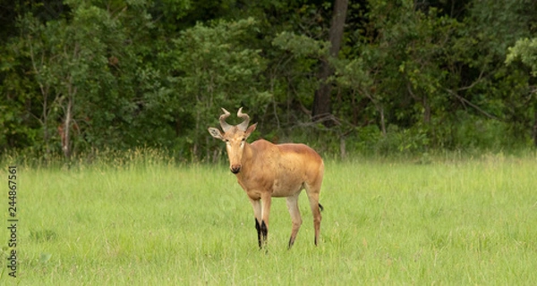 Obraz Heartbeest in the wild