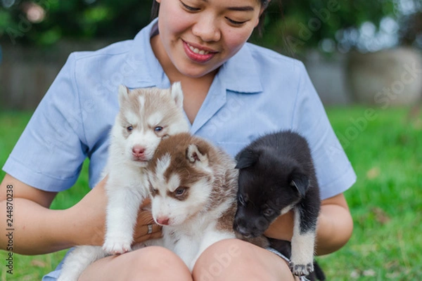 Fototapeta Young woman was carrying a puppy Siberian husky with love and kindness.