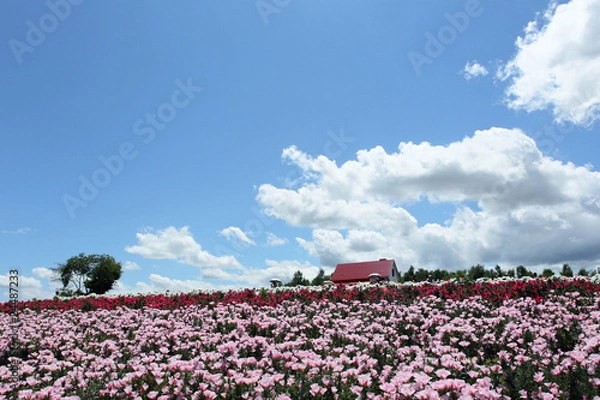Fototapeta 四季彩の丘