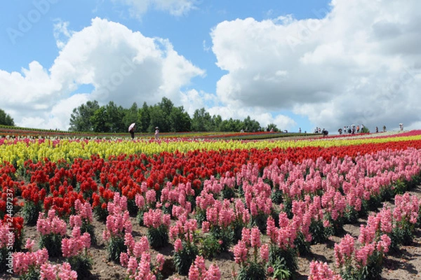 Fototapeta 四季彩の丘