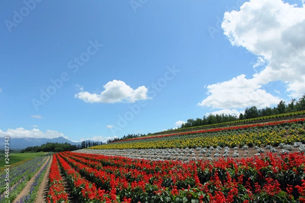 Fototapeta 四季彩の丘