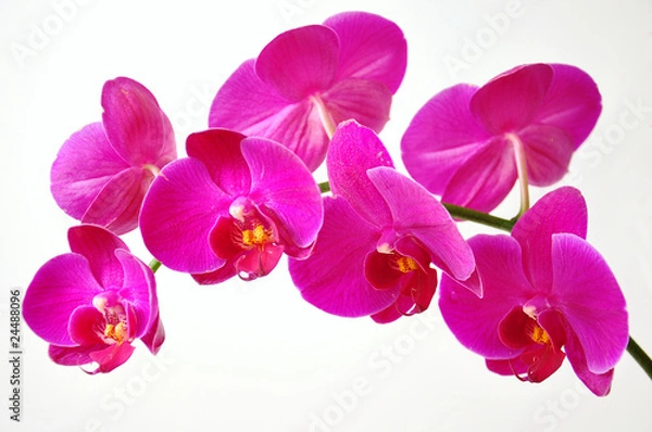 Obraz Pink orchid