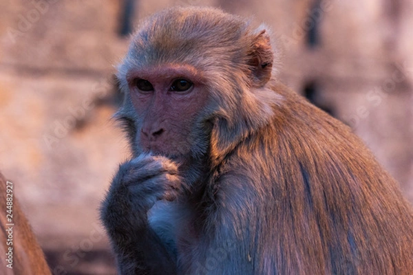 Obraz Monkey in Anuman temple, India