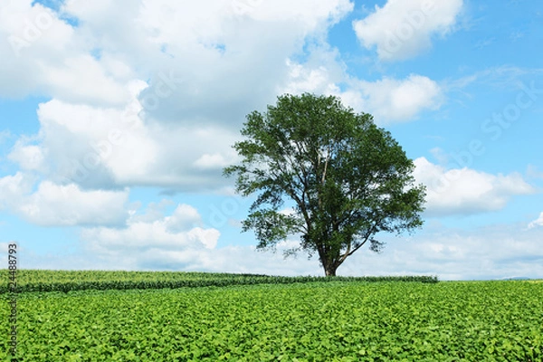 Fototapeta 哲学の木