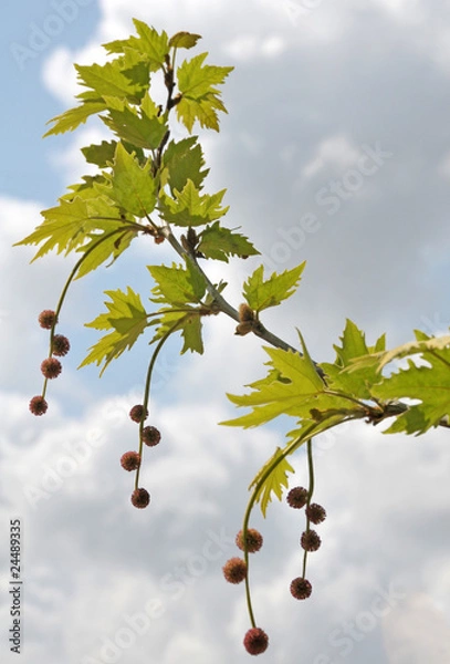 Fototapeta Plane-tree